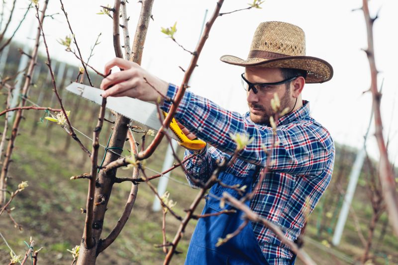 Ash Tree Pruning