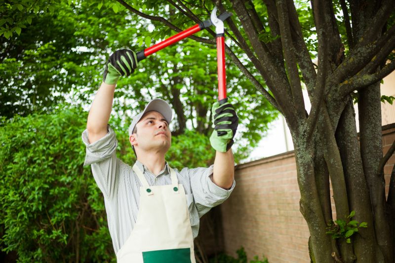 Ash Tree Pruning