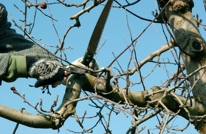 Ash Tree Pruning