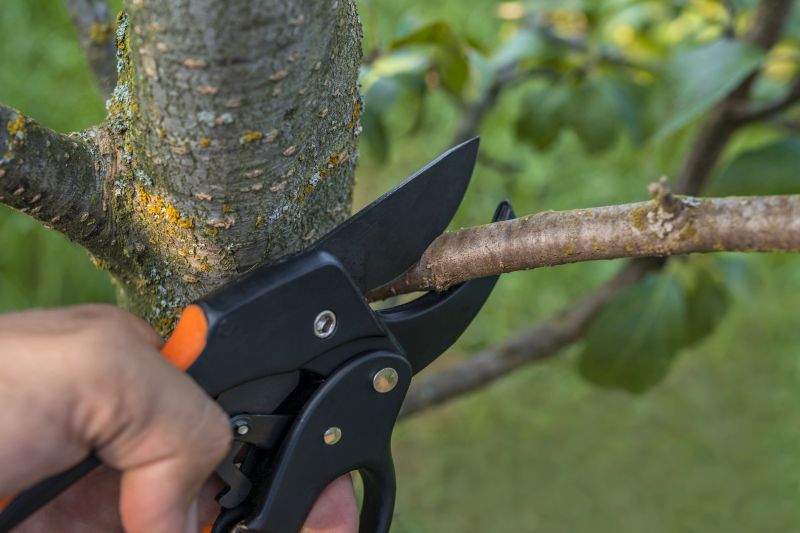 Ash Tree Pruning