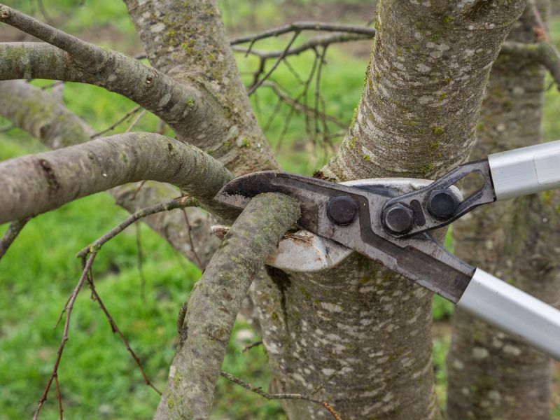 Ash Tree Pruning