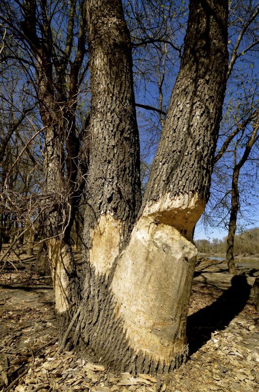 Ash Tree Pruning