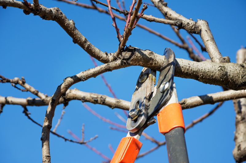 Ash Tree Pruning