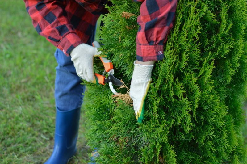 Ash Tree Pruning