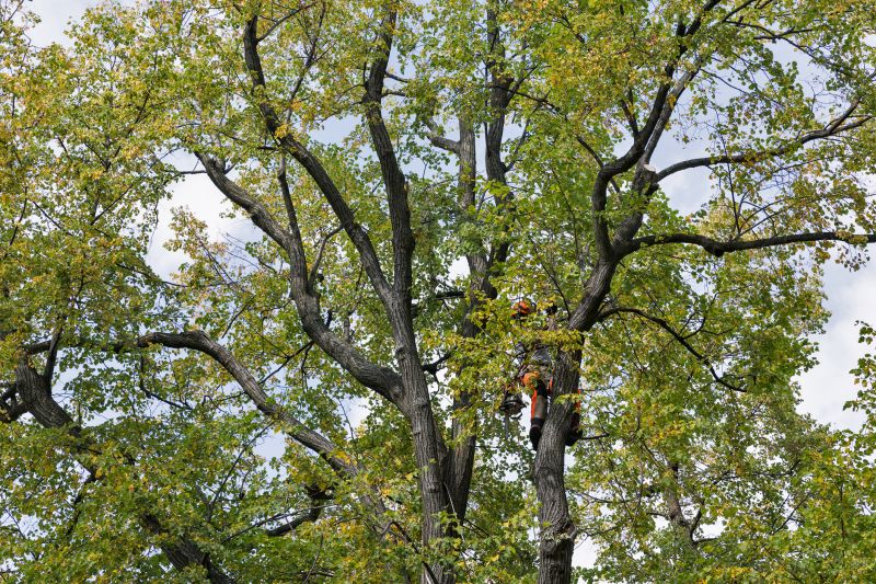 Ash Tree Pruning During Dormancy