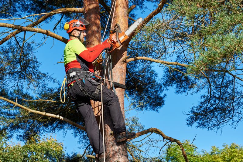 Ash Tree Pruning