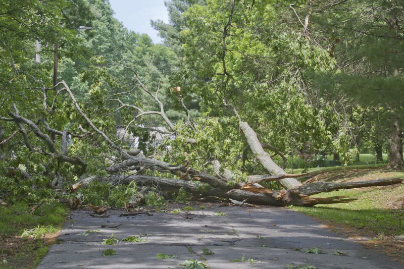 Fallen Tree on Commercial Site