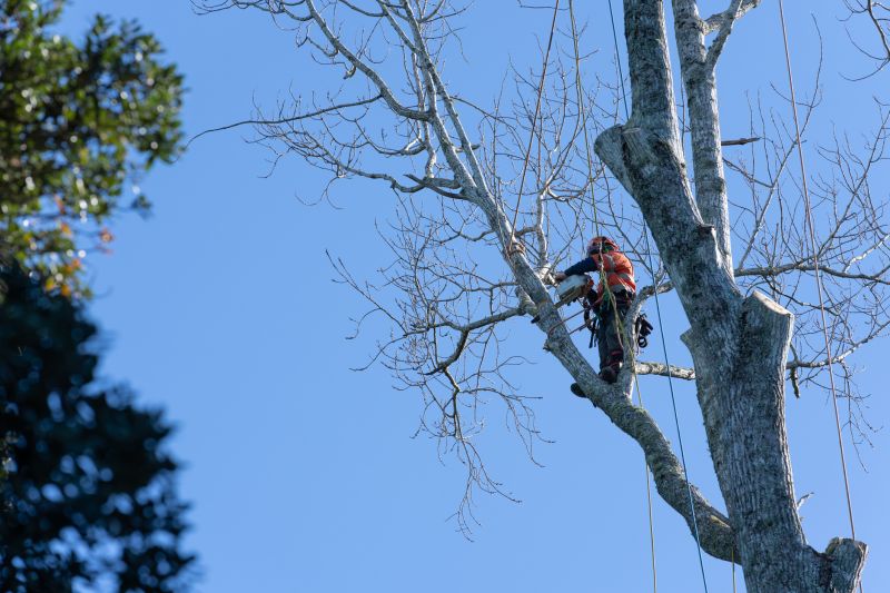 Landscaping and Tree Maintenance Companies