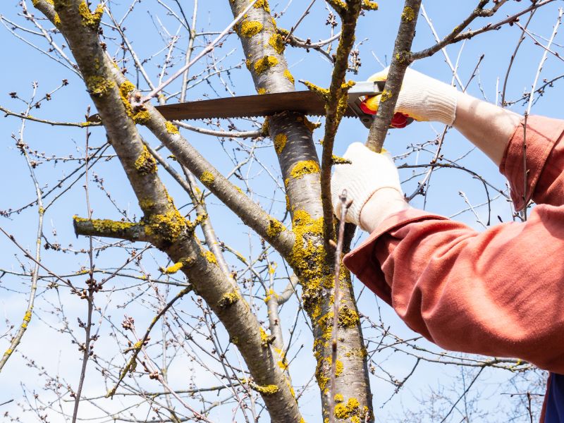 Tree Removal and Pruning Contractors